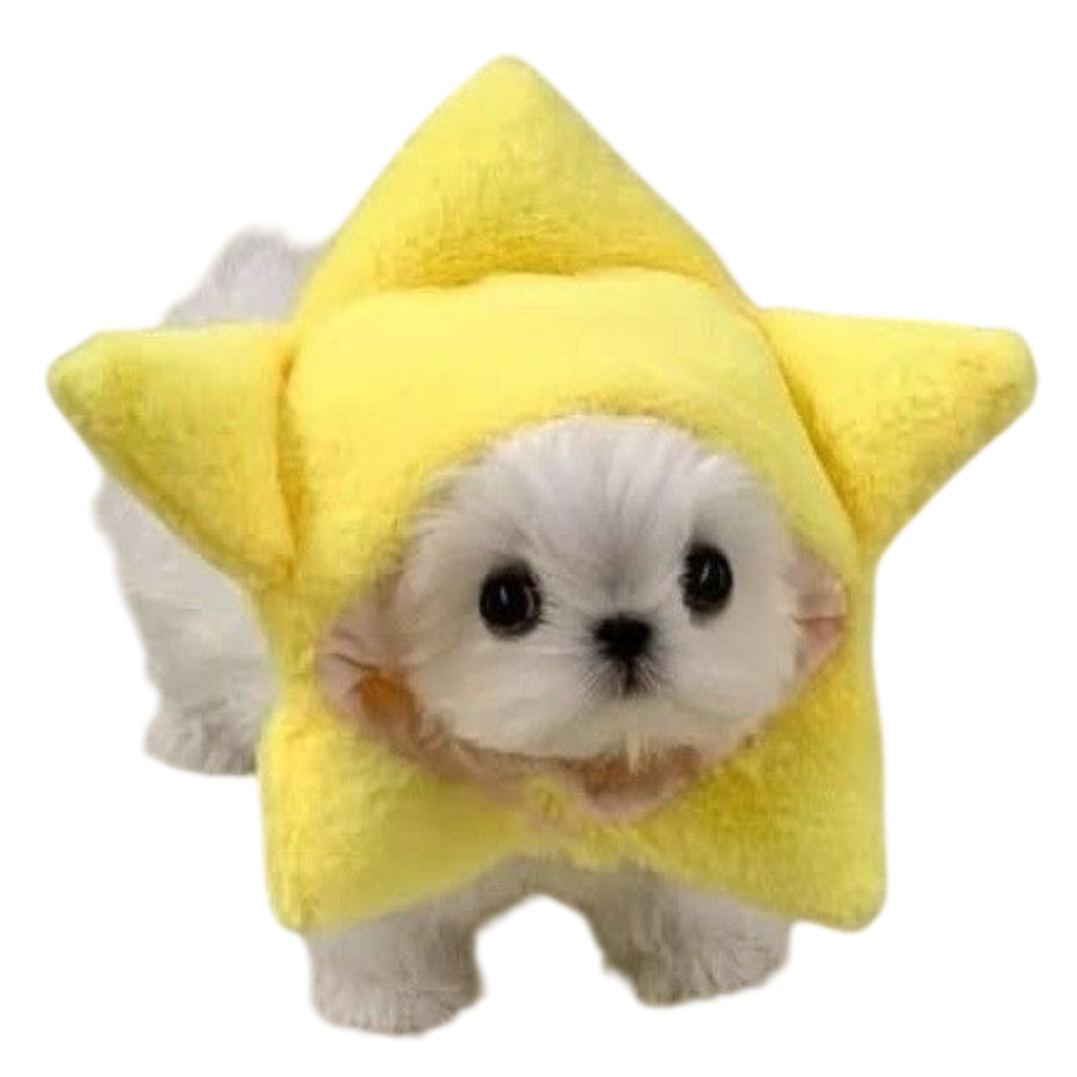 cute small puppy wearing a star shaped hat